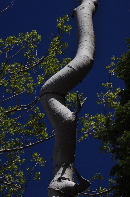crooked aspen tree trunk